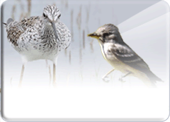 Icon image for Bulletin of the Oklahoma Ornithological Society